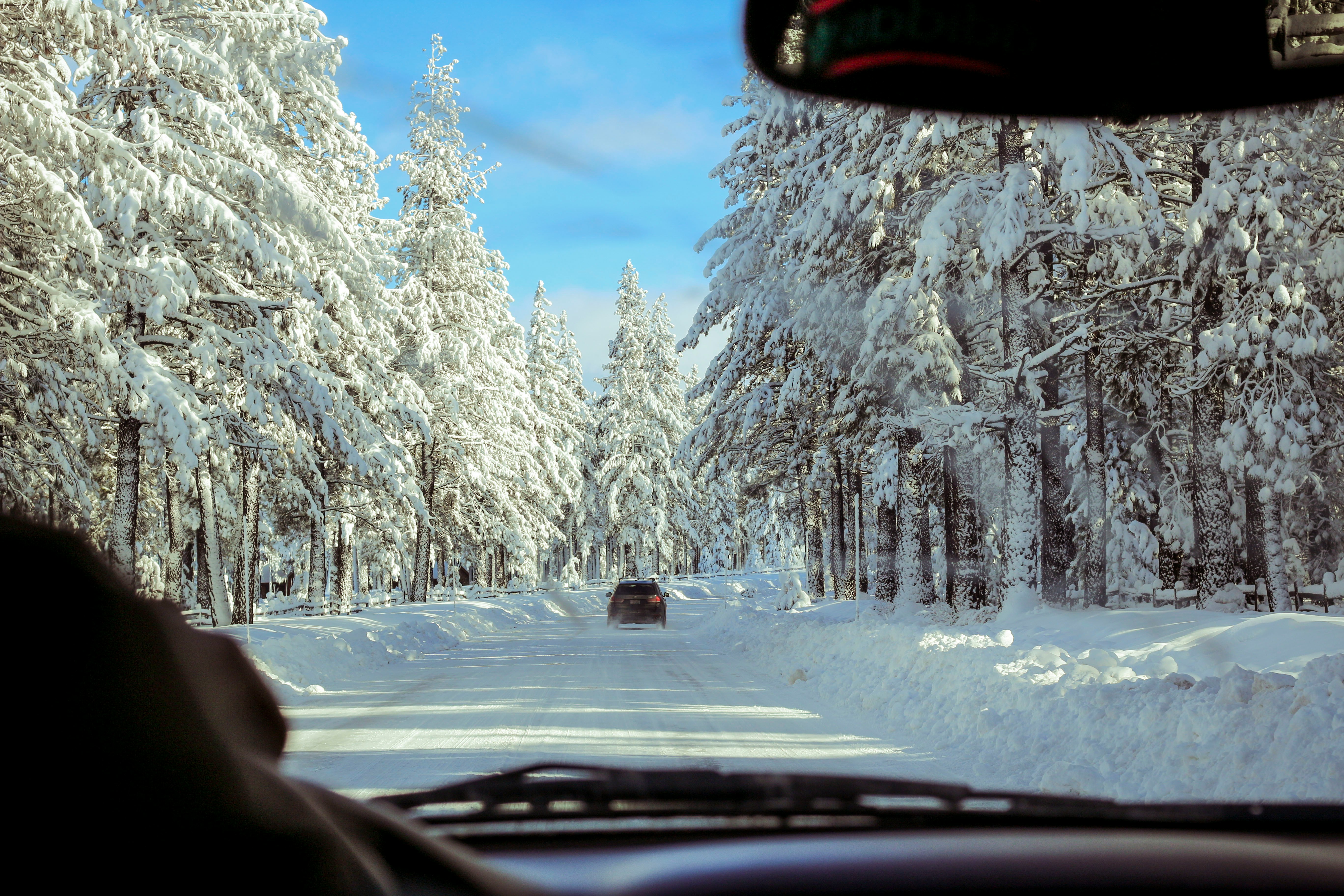 car on road near forest